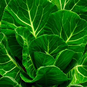 Champion Heirloom Collard Seed