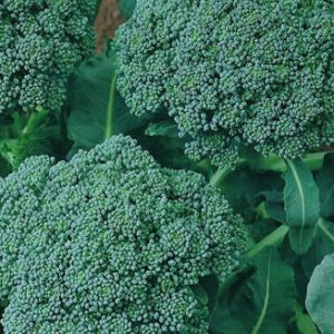 Di Ciccio Heirloom Certified- Broccoli Seed