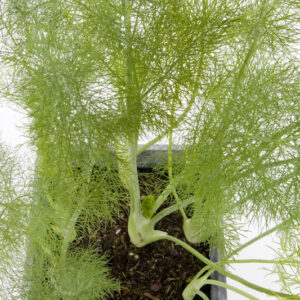 Fennel (Bronze) Heirloom Herb Seed