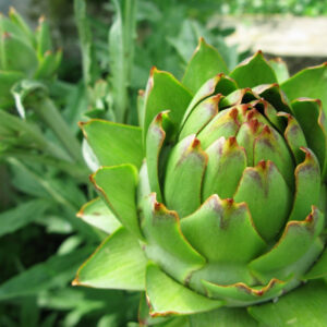 Green Globe Heirloom Artichoke Seed