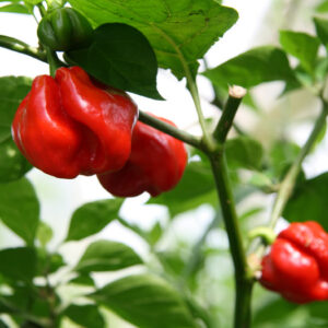 Habanero Heirloom Certified- Pepper Seed