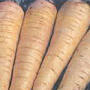 Harris Early Model Heirloom Parsnip Seed