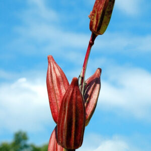 Hill Country Heirloom Certified- Okra Seed