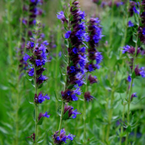 Hyssop Heirloom Herb Seed