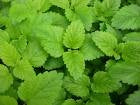 Lemon Balm Heirloom Herb Seed