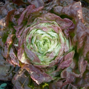 Mervielle des Quatre Saisons Heirloom Lettuce Seed