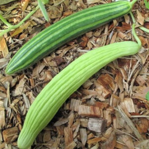 Metki Painted Serpent Heirloom Melon Seed