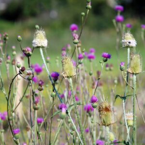 Milk Thistle Heirloom Herb Seed