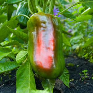 Napoleon Heirloom Certified- Pepper Seed