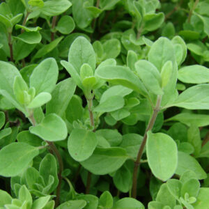 Origanum Majorana Sweet Marjoram Heirloom Herb Seed