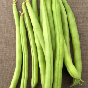 Provider Bush Snap Heirloom Bean Seed