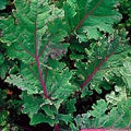 Red Russian Heirloom Certified- Kale Seed