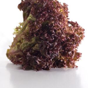 Red Sails Heirloom Lettuce Seed
