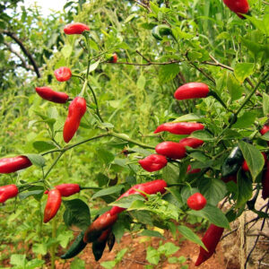 Royal Black Heirloom Certified-Pepper Seed