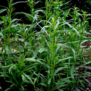 Russian Tarragon Heirloom Herb Seed