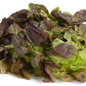Schweitzer's Mescher Bibb Heirloom Certified- Lettuce Seed