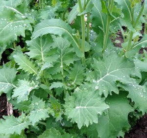 Siberian Heirloom Kale Seed