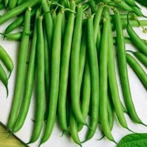 Slenderette Bush Heirloom Bean Seed