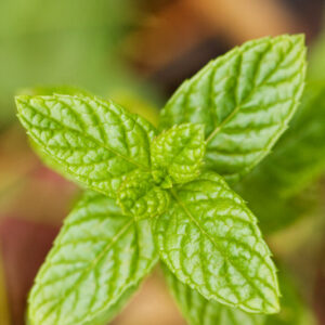 Spearmint Heirloom Herb Seed