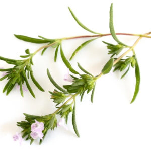 Summer Savory Heirloom Herb Seed