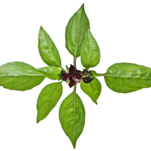 Thai Basil Heirloom Herb Seed